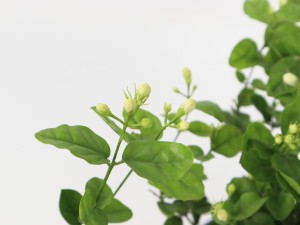 茉莉花可以放在卧室吗