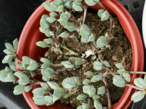 鹿角海棠叶子皱了怎么办