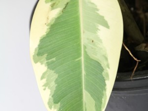 橡皮树长太高怎么办