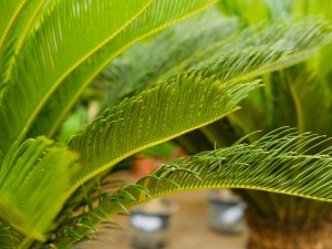 铁树的象征意义是什么