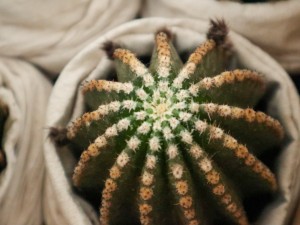 仙人球的风水学作用