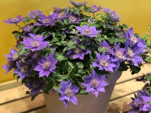 铁线莲修剪方法