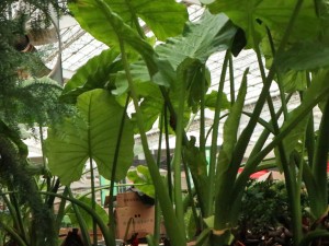 滴水观音为什么不开花