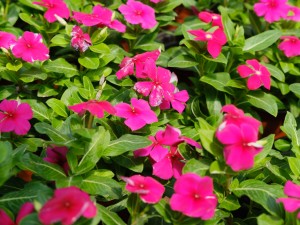 长春花的繁殖方法