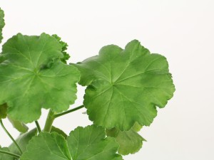 天竺葵为什么不开花