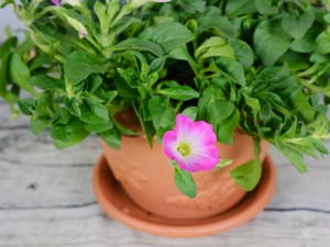 矮牵牛为什么不开花