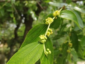 为什么门前不能种枣树