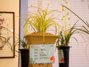 家里养兰花有什么好处