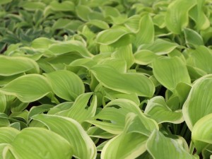 玉簪花的风水作用