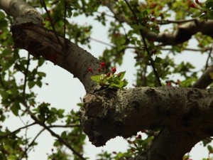 桂花叶子有锈斑怎么治，干枯怎么急救