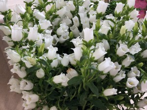 风铃草的花语及传说