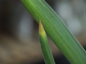 风信子叶子发黄及处理技巧