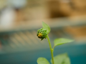 向日葵为什么总是向着太阳（阳光中的向日葵）