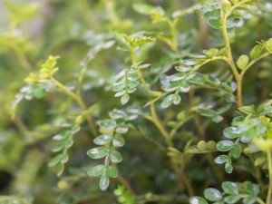 胡椒木叶子发黄掉落怎么办