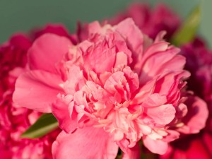 芍药的功效与作用，芍药图片