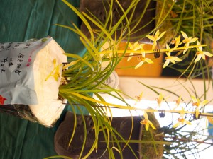 怎么养兰花的品质更好