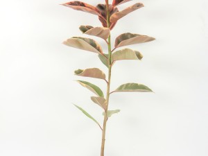 橡皮树受冻了怎么办