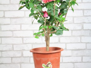 三角梅可以水培吗？