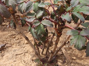 绿牡丹花怎么养