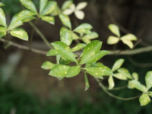 冬青的花语是什么