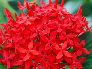 仙丹花施什么肥养得好