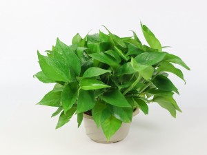 绿萝叶子发黄如何剪除