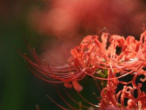 彼岸花不开花怎么办