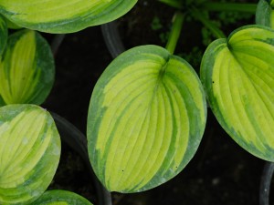 玉簪花四季管理要点