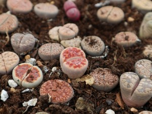 生石花长高了怎么办