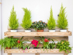 蕙兰叶子黄了怎么办