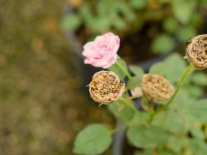 月季叶子自下而上发黄怎么办