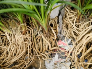 兰花怎么分盆栽种