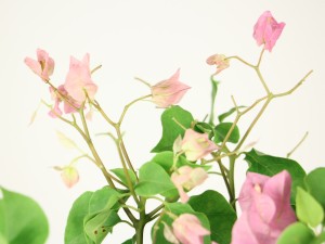 三角梅的花为什么总掉