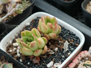 他把多肉丢水里，竟然砰砰爆盆，比露养的还厉害！