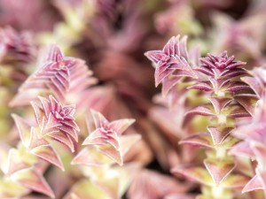 茜之塔徒长怎么办