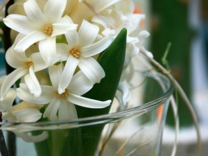 风信子与生日花