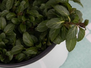 天太热，薄荷全都闹脾气，再不救全死翘翘了！