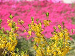 连翘的养殖方法和注意事项