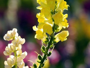 金鱼草品种大全