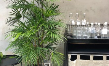 植物租赁服务流程