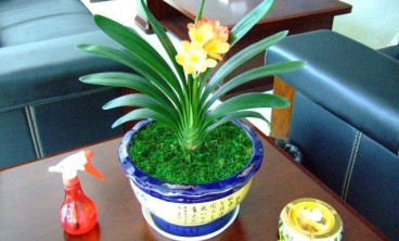 君子兰不开花的原因