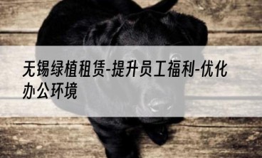无锡绿植租赁-提升员工福利-优化办公环境