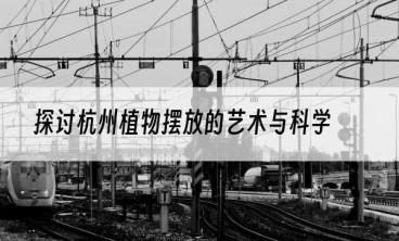 探讨杭州植物摆放的艺术与科学