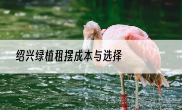 绍兴绿植租摆成本与选择