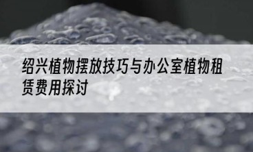 绍兴植物摆放技巧与办公室植物租赁费用探讨