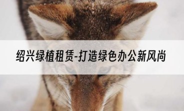 绍兴绿植租赁-打造绿色办公新风尚