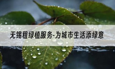 无锡租绿植服务-为城市生活添绿意