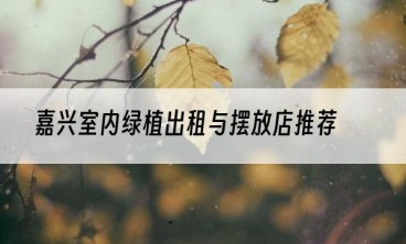 嘉兴室内绿植出租与摆放店推荐
