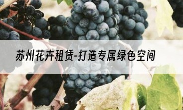 苏州花卉租赁-打造专属绿色空间