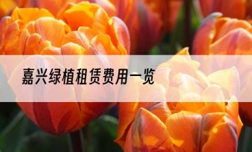 嘉兴绿植租赁费用一览